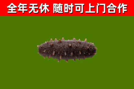 深圳烟酒回收干海参.jpg